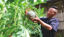 金丝凤吃瓜,一场甜蜜的夏日盛宴