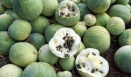 别随意吃瓜,揭秘网络舆论背后的真相与风险