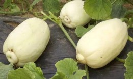 小耳朵默默吃瓜,揭秘娱乐圈幕后故事