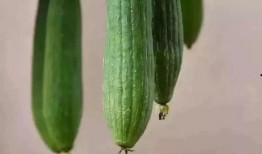 手术前吃瓜,揭秘手术前饮食的奥秘与注意事项