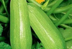 绝版不复刻吃瓜,揭秘吃瓜文化的兴衰与传承