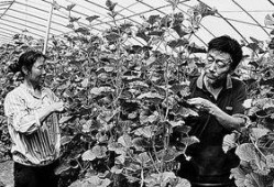 延安最新吃瓜事件,揭秘背后真相与网络舆论风暴