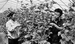 延安最新吃瓜事件,揭秘背后真相与网络舆论风暴