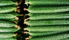 吃瓜医学,揭秘吃瓜医学生的趣味生活与医学知识