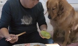 和主人吃瓜系统,趣味互动，畅享欢乐时光