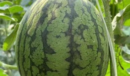 爱子吃瓜,揭秘明星家庭甜蜜背后的“瓜”事