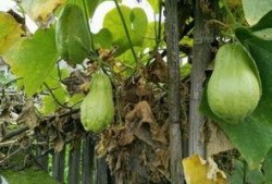 吐耳瓜怎么吃,探索美味新境界