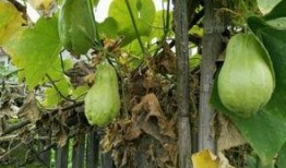 吐耳瓜怎么吃,探索美味新境界