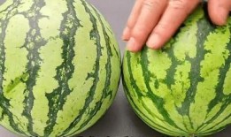 哪些瓜可以留隔日吃,这些瓜类更营养美味