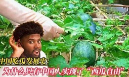 来新疆实现吃瓜自由,畅享“吃瓜自由”的甜蜜之旅