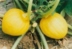 金丝凤吃瓜,一场甜蜜的夏日盛宴