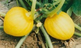 金丝凤吃瓜,一场甜蜜的夏日盛宴