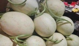 吃瓜海南项目,探索热带风情下的休闲农业新篇章