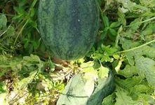 真人吃瓜动态,揭秘娱乐圈幕后真相