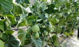 山东金香吃瓜,吃瓜群众的美食盛宴