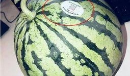 河北网红吃瓜,揭秘网络红人的幕后故事