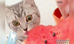 小花猫吃瓜,一场味蕾的冒险之旅