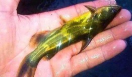 吃小瓜虫,探寻独特风味与营养奥秘