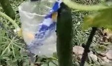 苏州疫情吃瓜视频,揭秘病毒下的网络热议与生活百态