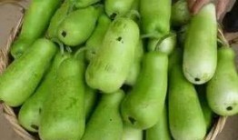 湿热可以吃葫芦瓜吗,湿热体质人群适宜食用葫芦瓜