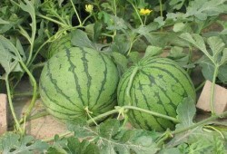 惠州龙门吃瓜事件,一场引发热议的街头冲突纪实