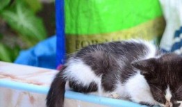 猫子吃瓜,揭秘娱乐圈的幕后故事