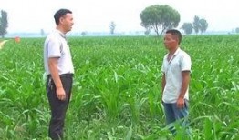 滑县吃瓜什么意思