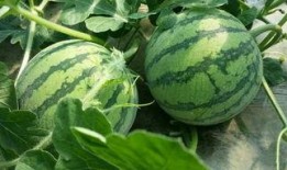 青岛著名985吃瓜,瓜田李下，揭秘校园风云录