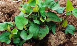 春吃野菜夏吃瓜,春尝野菜，夏品瓜果