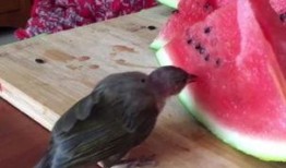 鸟吃瓜吗,揭秘瓜果在鸟类饮食中的角色