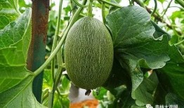 暗王吃瓜,揭秘宫廷秘闻背后的权力斗争