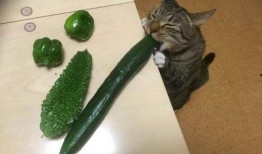 猫子吃瓜,揭秘娱乐圈的幕后故事