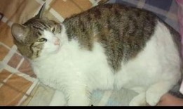 猫子吃瓜,揭秘娱乐圈的幕后故事