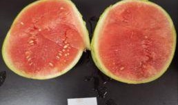 南通学院吃瓜,吃瓜群众揭秘校园热点事件