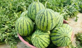 麒麟西瓜吃瓜小福品牌瓜,吃瓜小福品牌瓜，夏日清凉新选择