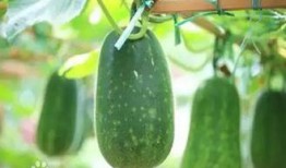 有瓜吃和没瓜,有瓜吃与没瓜生的命运抉择